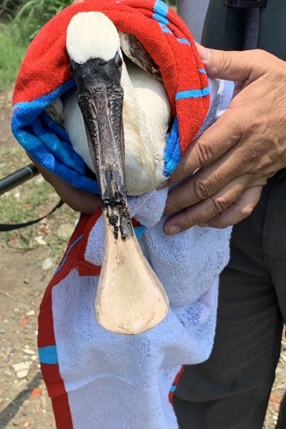 台南黑琵疑中捕獸夾 上嘴喙斷一半傷勢重