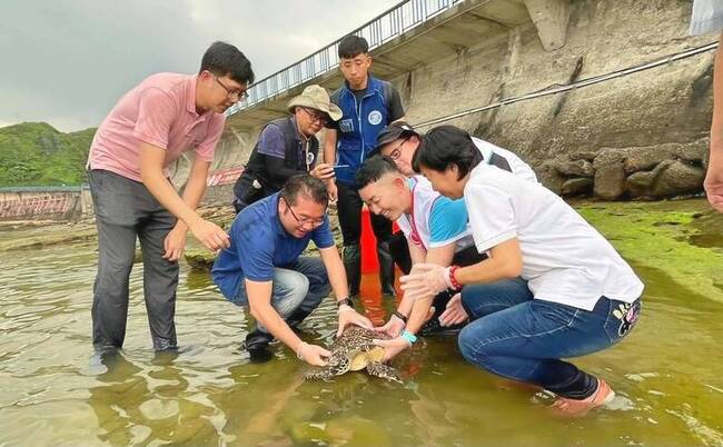 玳瑁擱淺卡魚鉤被釣起  治癒野放基隆潮境保育區 | 華視新聞