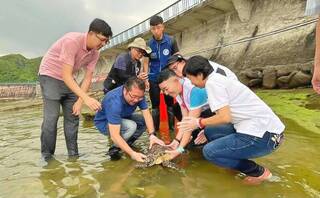 玳瑁擱淺卡魚鉤被釣起  治癒野放基隆潮境保育區