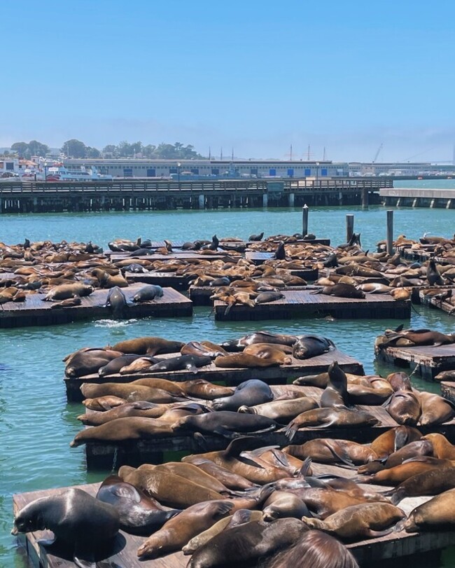 海獅數量創15年新高 舊金山漁人碼頭迎盛會 | 華視新聞