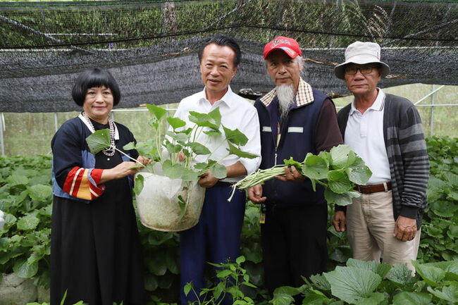 引進日本品種配種 山葵在阿里山中低海拔成功復育 | 華視新聞