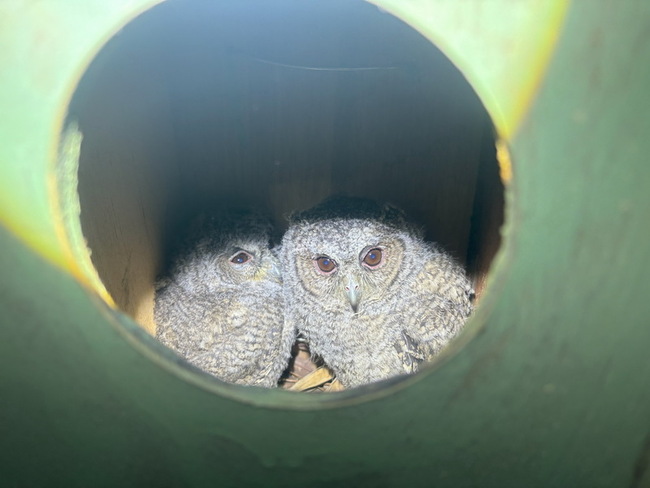 二水生態教育館外架巢箱 吸引領角鴞養大寶寶後離巢 | 華視新聞