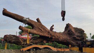 盜挖逾百年茄苳樹 二審刑期加重併科罰金400萬元