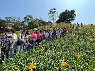 花壇鄉虎山巖金針花進入盛開期 母親節前後滿開