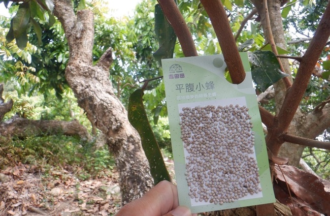 防荔枝椿象侵林地 南投林業分署放9萬隻平腹小蜂 | 華視新聞