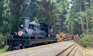 林業署疏伐阿里山人造林  推國產木材兼多元發展