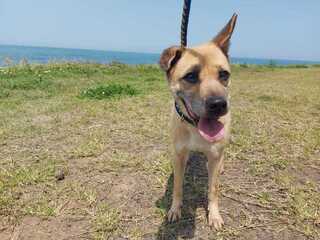 台版「忠犬小八」 米克斯奔2天回家等不到主人