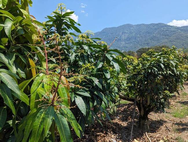 高雄市改良種及本地種芒果 受理農損救助 | 華視新聞