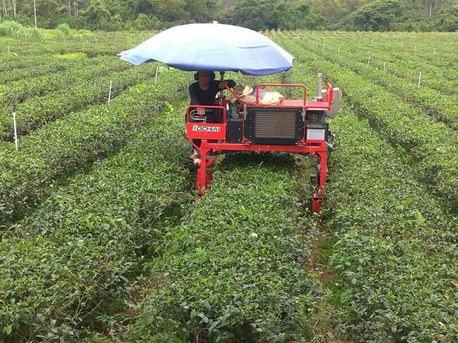 花蓮紅茶香面臨茶農老化缺工 農糧署推平地機械採茶 | 華視新聞