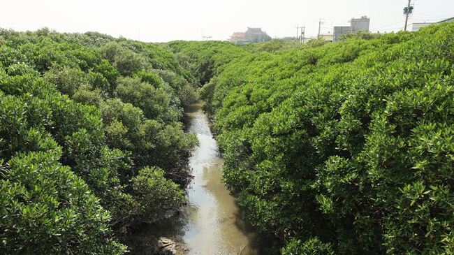 牛埔溪河道狹窄地方憂水患 竹縣府將疏伐 | 華視新聞