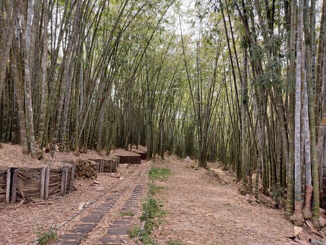 竹林碳吸存能力高  林試所籲選購竹製品減排 | 華視新聞