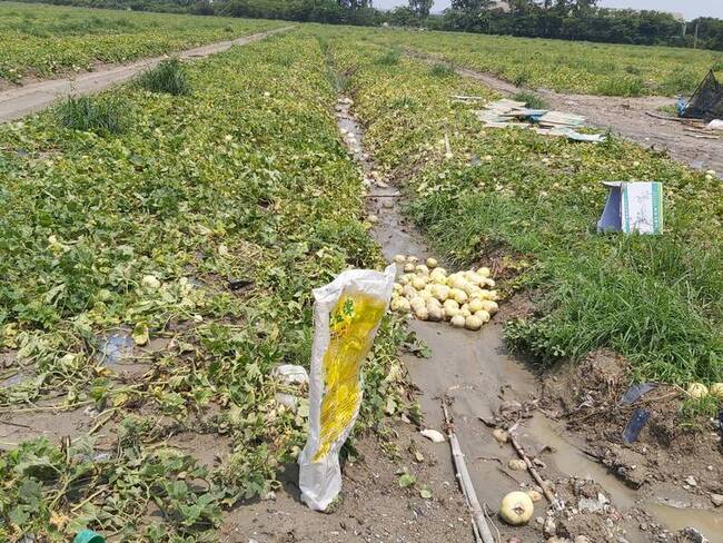 高雄茶葉、香瓜及西瓜 農損救助即日起受理 | 華視新聞