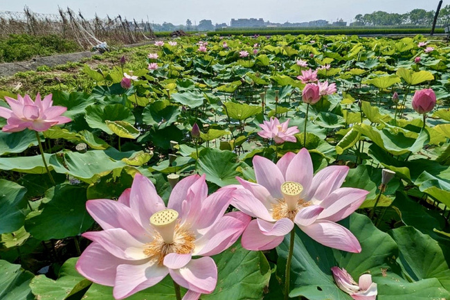 白河蓮花季吸遊客 南市府推薦規劃小旅行 | 華視新聞