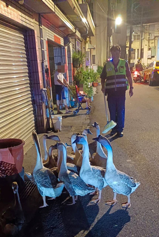 台中大里區路旁出現鵝群  警助驅趕通知飼主領回