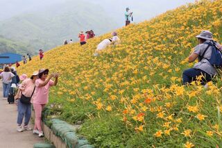 苗縣大湖金針花廊道結合生物防治 賞花寓教於樂