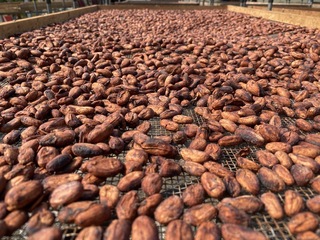 台灣可可豆競賽  日本巧克力大師將來台經驗分享