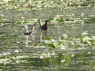 高雄洲仔濕地水雉進入繁殖季 換羽披婚紗放閃