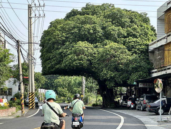 向花椰菜造型說再見 彰化爆紅「安全帽樹」回來了 | 華視新聞