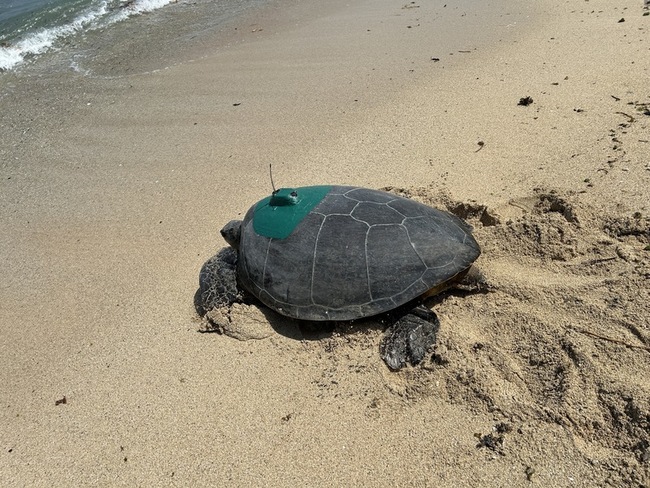 綠蠵龜回小琉球產卵 海保署裝發報器掌握洄游動態 | 華視新聞