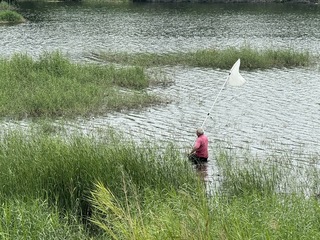 捕捉鱷魚4天未果 嘉義中埔滯洪池降低水位