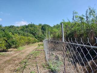 高市農田設電圍網讓獼猴知痛而退 農損不到原先1成