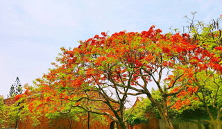 鳳凰花與嘉縣表藝中心相爭艷  民眾拍照打卡留念