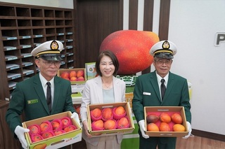 屏東愛文芒果產季到 縣府攜手中華郵政運銷