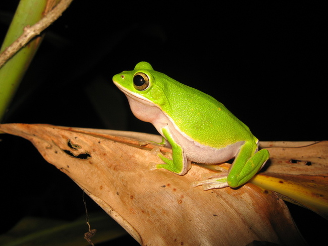台灣特有物種諸羅樹蛙瀕危 3大棲地需強化保護 | 華視新聞