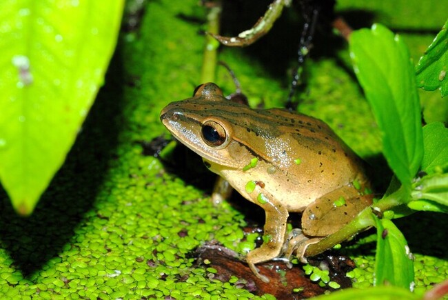 外來斑腿樹蛙擴散入侵  原生布氏樹蛙棲地需管控 | 華視新聞