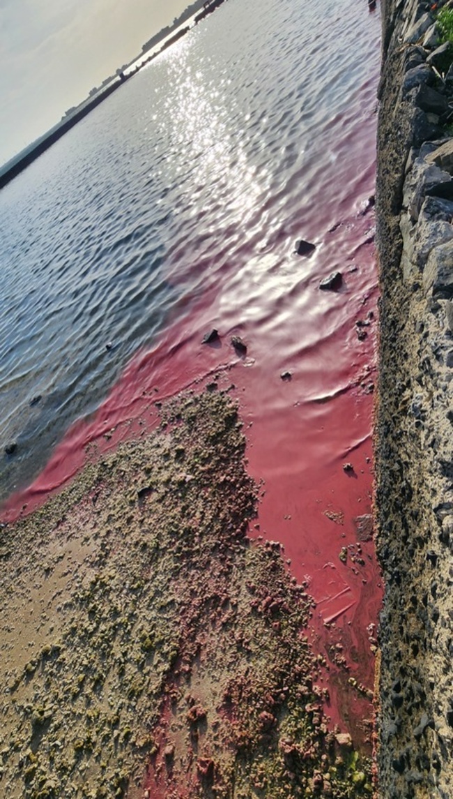 澎湖珊瑚產卵季驚喜連連 馬公重光海堤也現粉紅浪潮 | 華視新聞