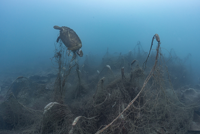 環團：觀光區水下棲地多遭破壞 海龜遭漁網纏繞亡 | 華視新聞