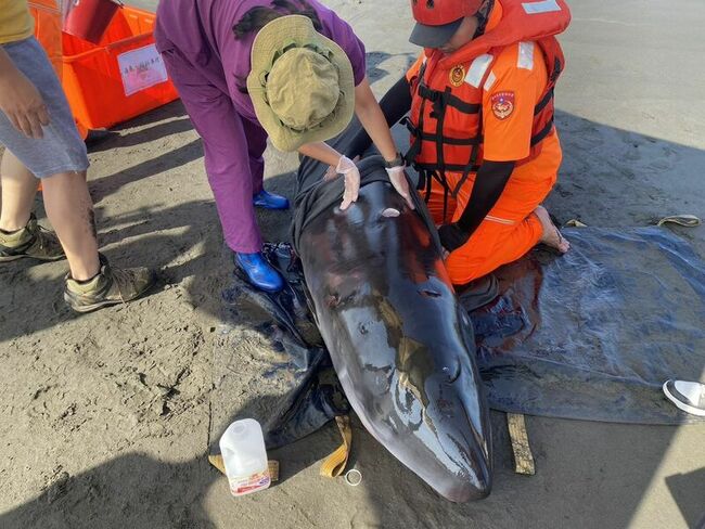 小抹香鯨擱淺宜蘭海灘 健康不佳安樂死處置 | 華視新聞