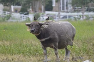 搶救台灣水牛 畜試所保種、開發產品推廣飼養