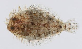 澎湖海域物種調查 發現新魚種大鱗短額鮃