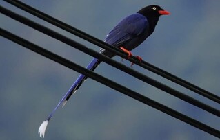 台灣藍鵲繁殖期 新北動保籲經過育雛區戴帽撐傘