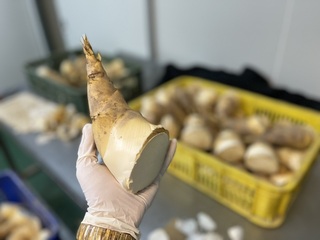 綠竹筍端午節盛產  採後冷藏保鮮甜上市