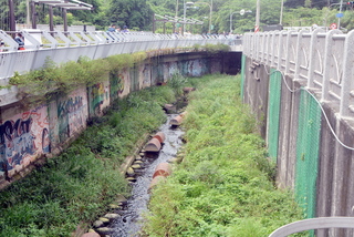 藤寮坑溝整治 新北：恢復水環境增加生態多樣性