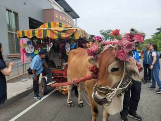 520登記結婚  屏東萬丹牛車迎親添趣味