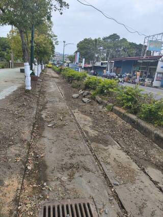 砍小葉欖仁引質疑 集集公所：浮根亂竄影響安全