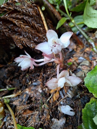 台灣中海拔神秘佳人 密鱗長花柄蘭綻放藤枝遊樂區