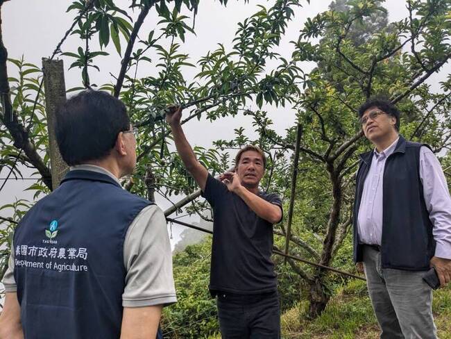 乾旱致50公頃拉拉山水蜜桃受損 桃園報請中央救助 | 華視新聞