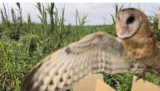 濁水溪出海口受傷草鴞救治成功 5/22野放