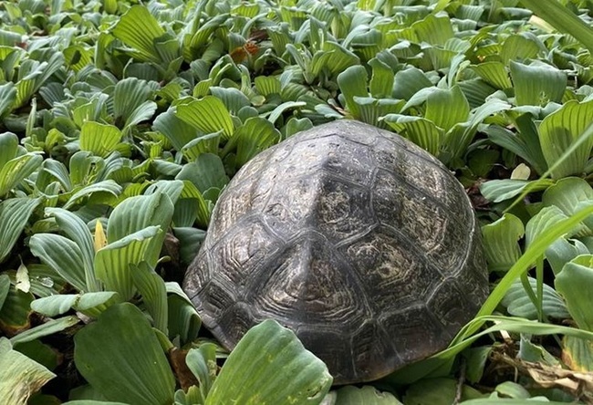 烏龜產卵季  新北動保處籲勿接觸餵食驚嚇 | 華視新聞