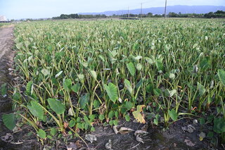水芋保險開辦 花蓮縣府加碼補貼2成保費