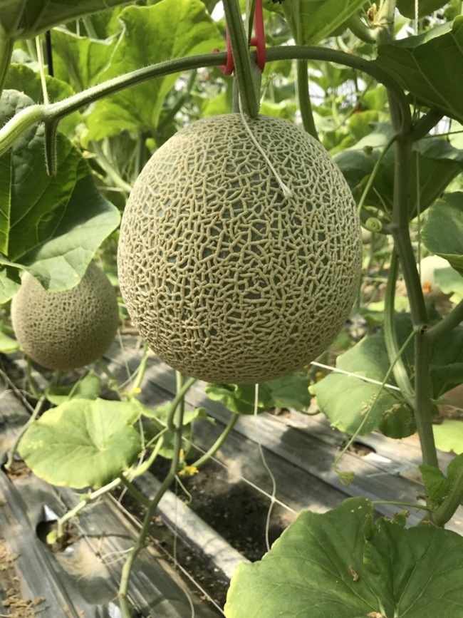 耐熱洋香瓜台中2號技轉  農民可購種子栽種 | 華視新聞