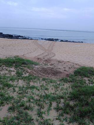 世界烏龜日來報到 澎湖望安綠蠵龜上岸產卵