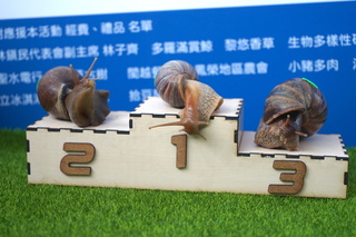 花蓮鳳林辦蝸牛賽跑 冠軍可獲有機地瓜葉
