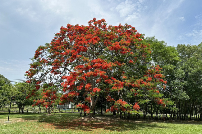 台南水道博物館又到鳳凰花季 樹群熱情豔紅花傘吸睛 | 華視新聞