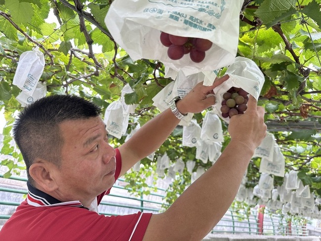 彰化葡萄採收難聘年輕人 果農請7旬長者當幫手 | 華視新聞