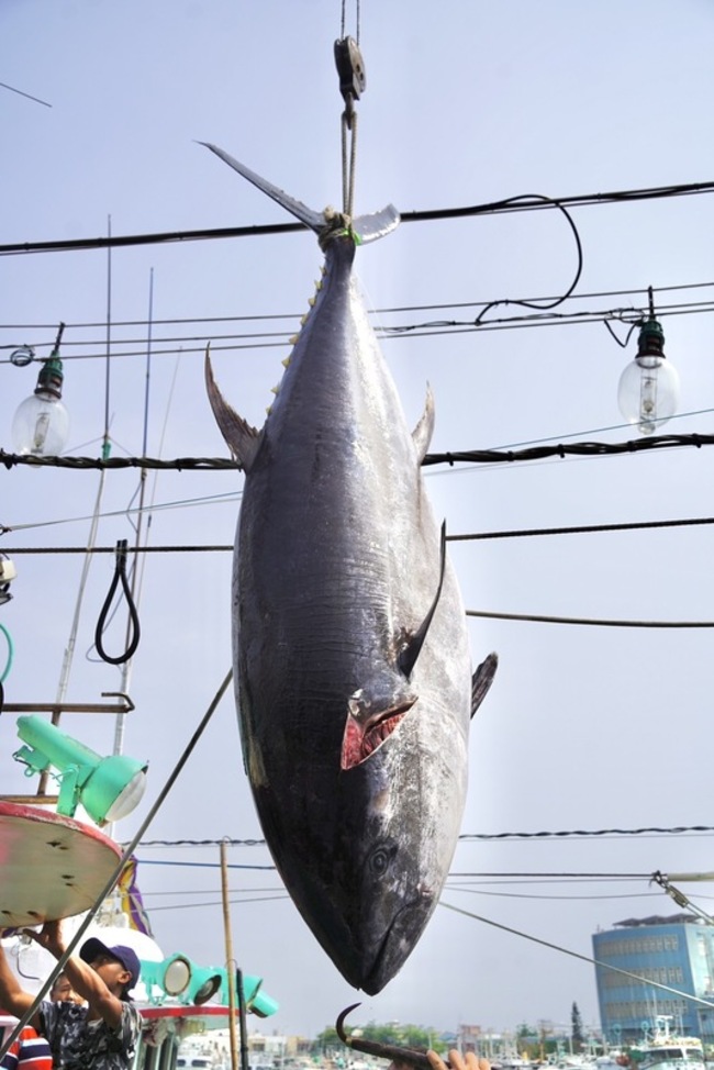 黑鮪魚豐收市場價格略低 屏縣：應加速興建冷鏈中心 | 華視新聞
